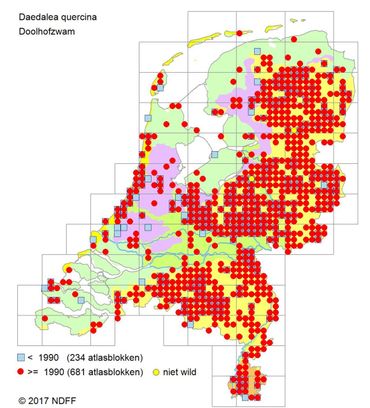 Verspreidingskaartje Doolhofzwam.