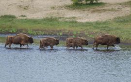 Wisenten lopen door het water