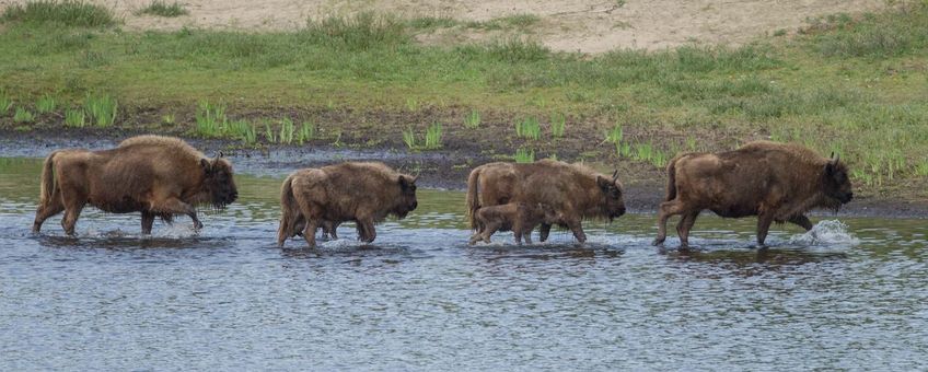 Wisenten lopen door het water