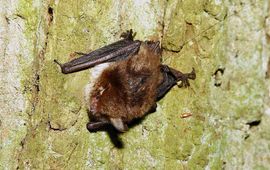 Franjestaart Myotis Nattereri