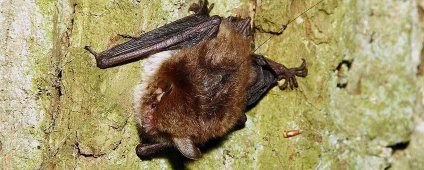 Franjestaart Myotis Nattereri