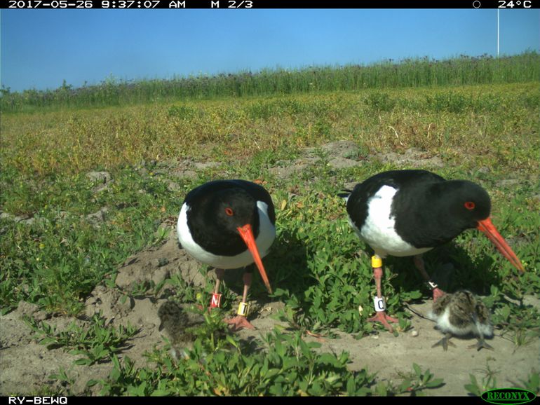 Deze twee kuikens zijn op 26 mei in Houten geboren. Hier zijn de ouders (RY-BEWQ en LB-YTRN) bezig de jongen te voeren. Eén van deze twee jongen is vliegvlug geworden