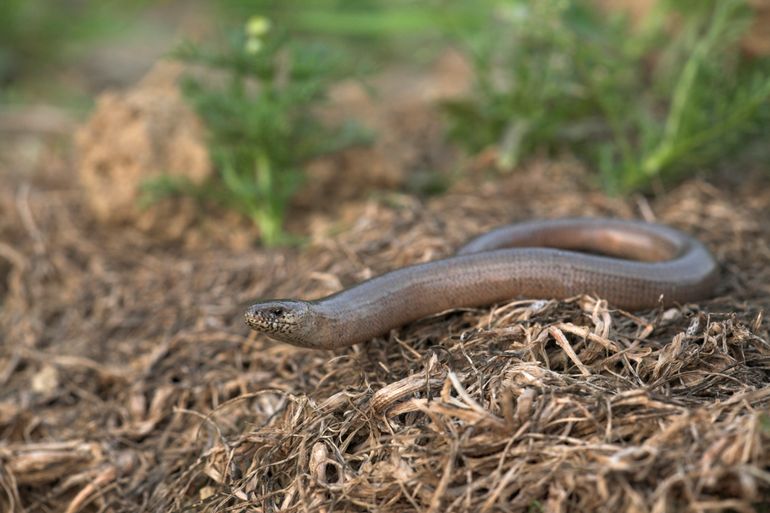 Een hazelworm op een hoop maaisel