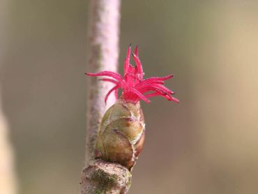 Vrouwelijke bloem van de hazelaar