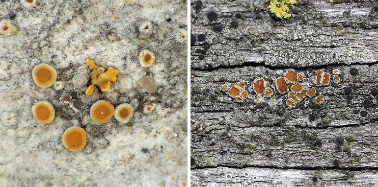 Links: gewoon boomzonnetje vormt oranje zonnetjes met een karakteristieke bleke rand bij jonge vruchtlichamen. Rechts: dof boomzonnetje, met rommelige oranjerode apotheciën op houten brug op de Veluwe