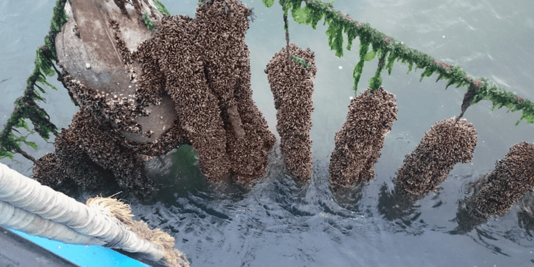 Mussels attached to a mussel seed collector