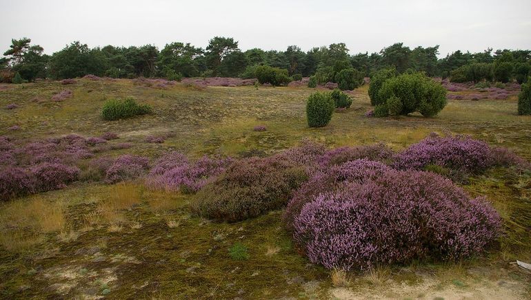 Stuifzandheide op de Lemelerberg