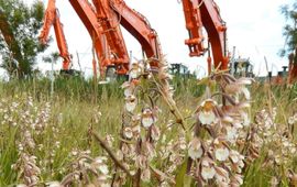 moeraswespenorchis tijdelijke natuur Amsterdam