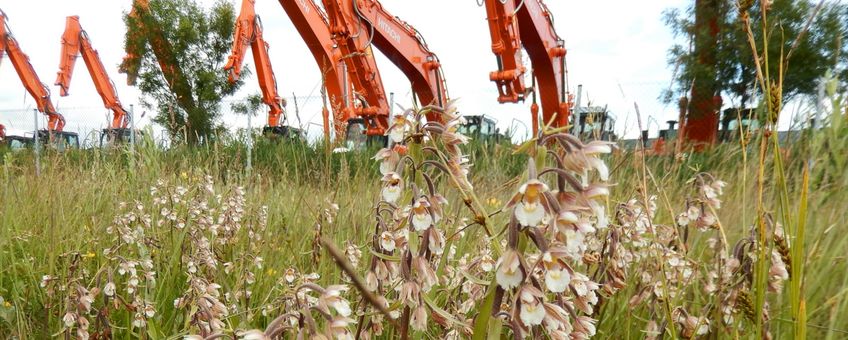 moeraswespenorchis tijdelijke natuur Amsterdam