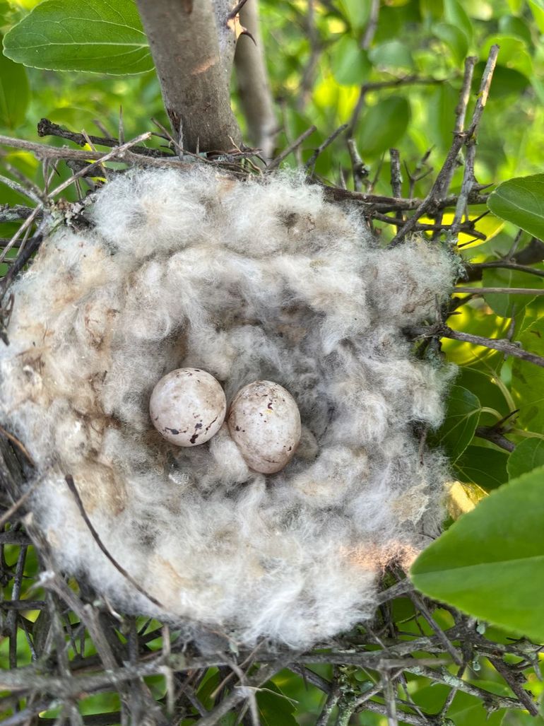 Muisvogels in Mbuluzi Game Reserve (Eswatini) gebruiken vezels van wilde katoen voor hun nest en verspreiden zo de zaden