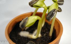 Wikipedia Kiemplantjes zonnebloem