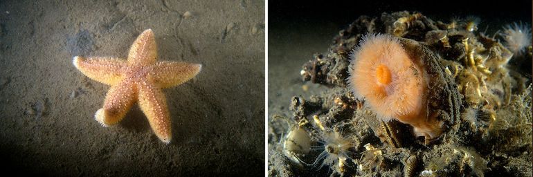 Links: zeester op de bodem van het Noordzeekanaal, rechts: Zeeanjelier op een klomp Trompetkalkkokerwormen
