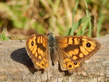 De argusvlinder is de afgelopen dertig jaar met meer dan 90 procent achteruitgegaan, maar was in 2025 iets meer aanwezig dan de jaren ervoor