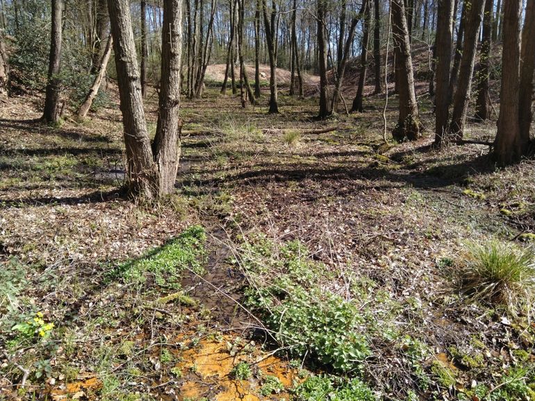 Het aangrenzende elzenbronbos met ijzerrijke kwel en linksvoor dotterbloem