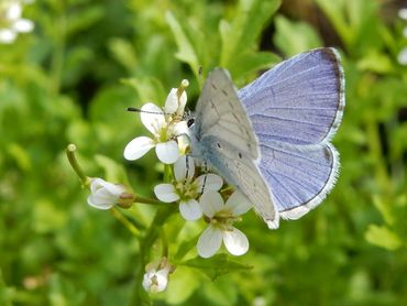 Een mannetje boomblauwtje, nu volop te zien