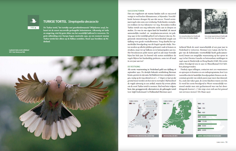 De Turkse tortel, ook wel 'het torteltje met grootheidswaanzin' genoemd, komt pas sinds 1950 voor in Nederland. Klik op de foto om het hoofdstuk te lezen in het inkijkexemplaar