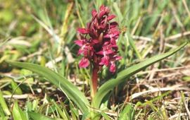 Vleeskleurige orchis
Foto: Wout van der Slikke