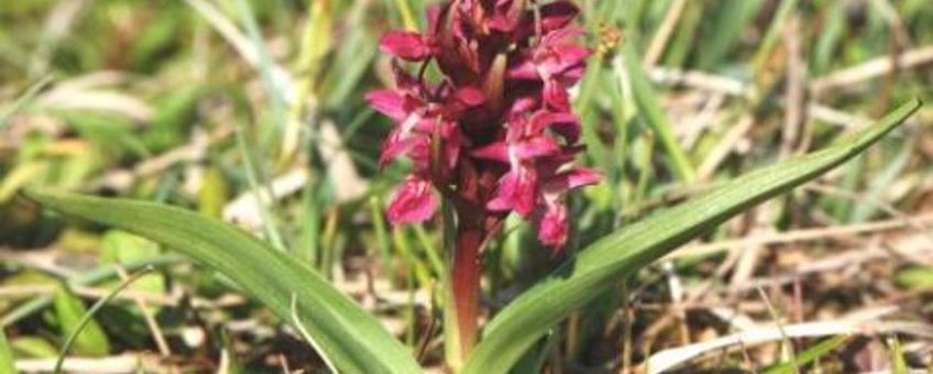 Vleeskleurige orchis
Foto: Wout van der Slikke