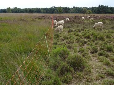 Drukbegrazing met schapen in een flexraster