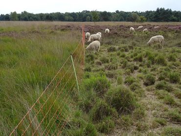 Drukbegrazing met schapen in een flexraster