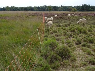 Drukbegrazing met schapen in een flexraster