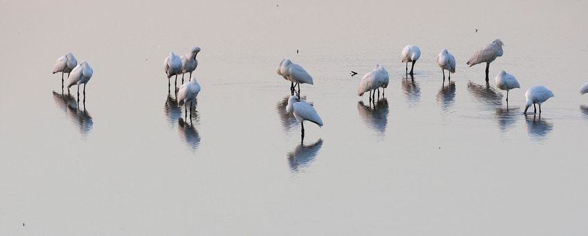 Ook het overwinteringsgebied van Lepelaars verschuift noordwaarts