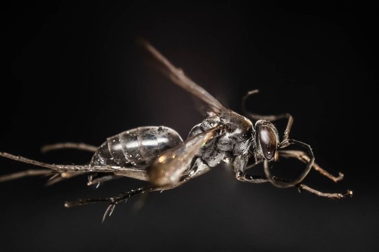 De kleine muurspinnendoder Agenioideus sericeus, gevonden in Amsterdam (determinatie Jan Smit)