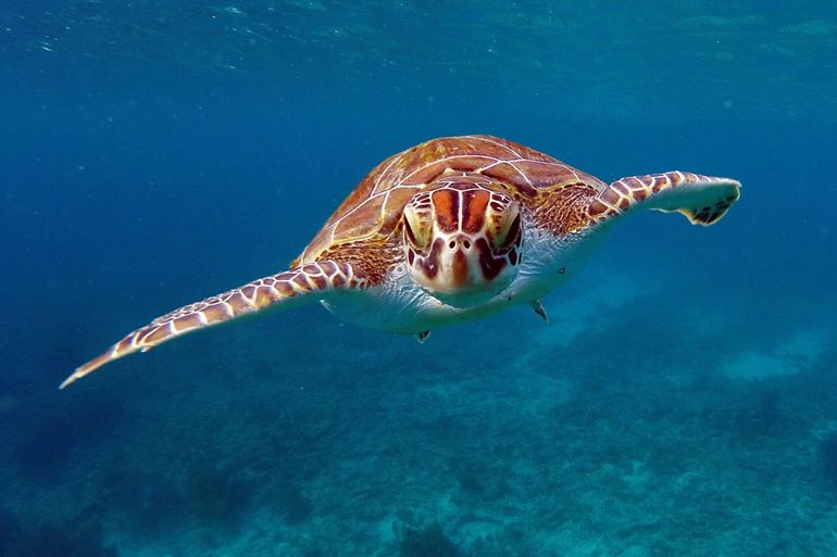 Zeeschildpad bij Bonaire