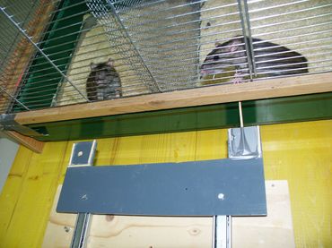 A rat pulls food on a platform toward another rat in the cage behind. It helps especially when it has been helped before.