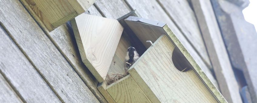 Nestgelegenheid voor huismus