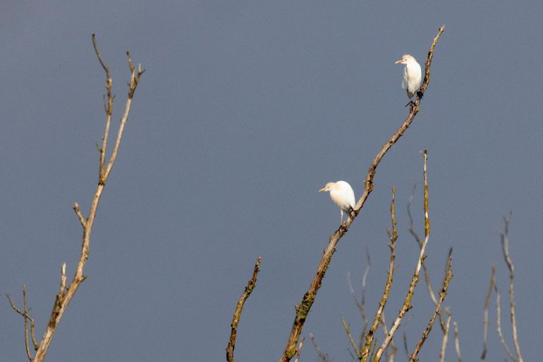 Paartje koereiger in geschikt broedbiotoop