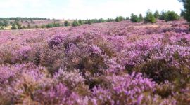 Heide staat onder druk. Niet alleen in Nederland maar in heel Europa
