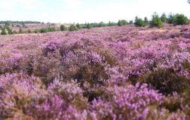 Staatsbosbeheer Heide staat onder druk. Niet alleen in Nederland maar in heel Europa