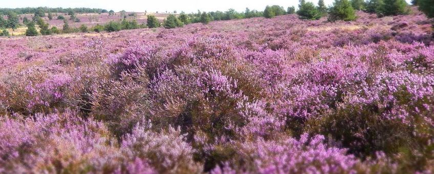 Heide staat onder druk. Niet alleen in Nederland maar in heel Europa