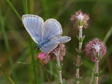 Gentiaanblauwtje, icoonsoort van natte heide