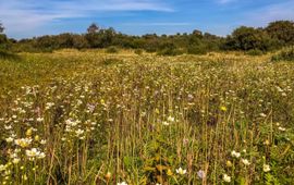 Stefan Poot (Zuid-Hollands Landschap) Duinvallei bij Hoek van Holland