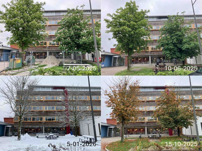 Twee witte paardenkastanjes achter het Gaiagebouw