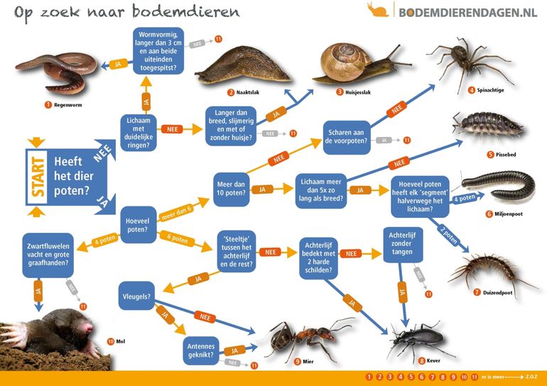 De zoekkaart van de Bodemdierendagen, met de 10 hoofdgroepen