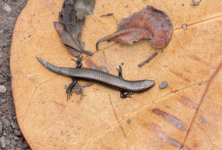 Underwoods brilteju (Gymnophthalmus underwoodi)