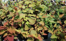 Chris van Dijk Fallopia × conollyana