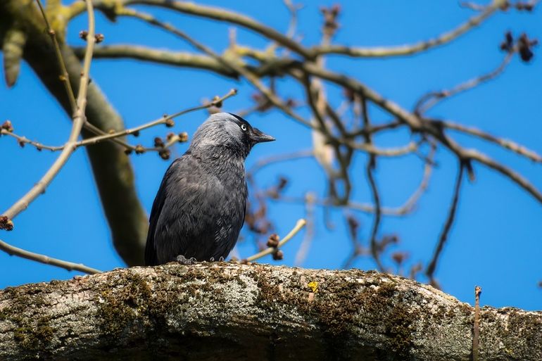 Vorig jaar raakten de kauwen bijna uit beeld door de aangesleepte takken voor de camera 