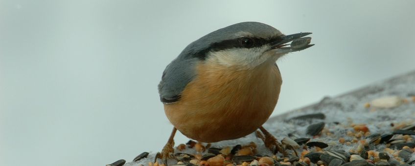 Sitta europaea. Boomklever