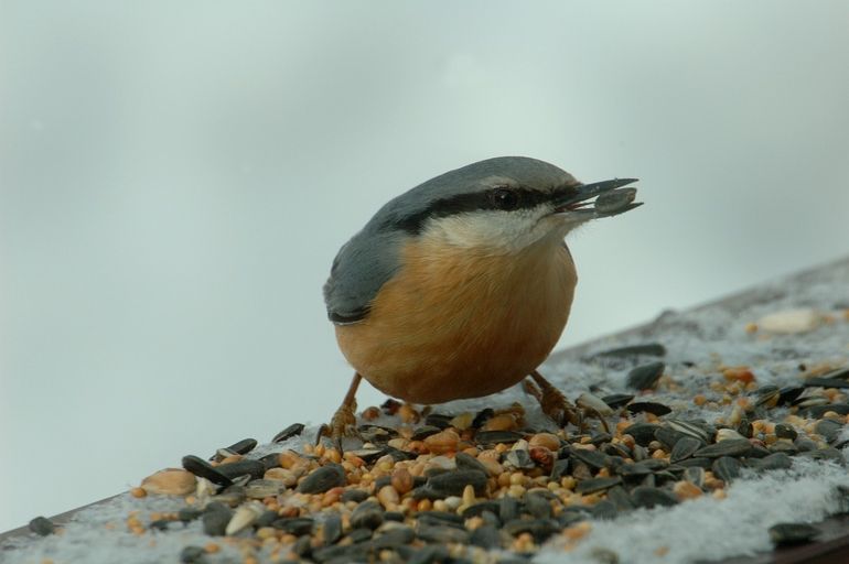 Boomklevers komen in de winter op de voedertafel