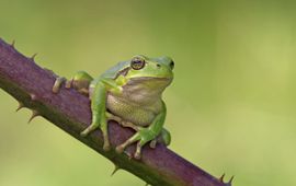 Jelger Herder Europese Boomkikker (Hyla arborea) (VOOR EENMALIG GEBRUIK)