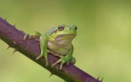 Europese Boomkikker (Hyla arborea) (VOOR EENMALIG GEBRUIK)