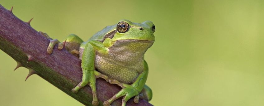 Europese Boomkikker (Hyla arborea) (VOOR EENMALIG GEBRUIK)