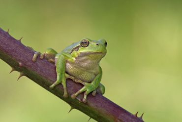 The native European tree frog