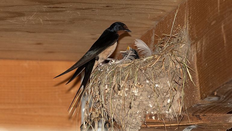 Vrouwtje roze-wit op haar nest. Nestfotografie is normaal uit den boze, tenzij zoals hier, voor onderzoek