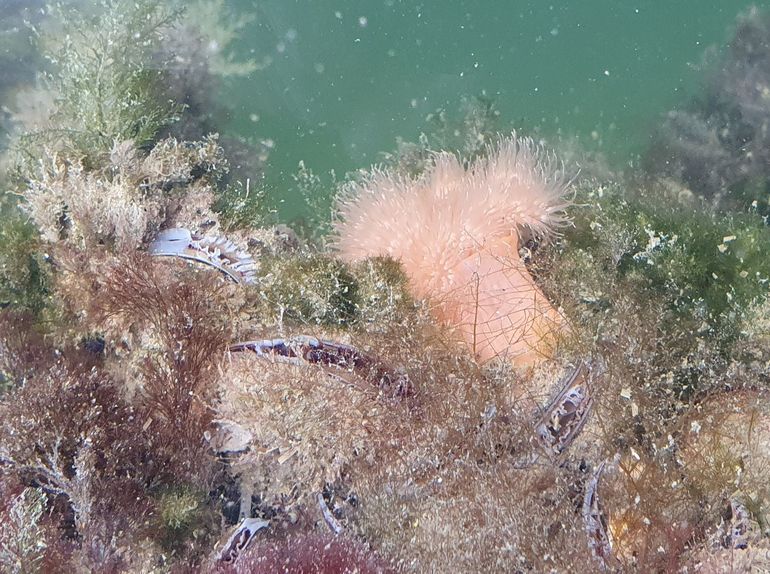 Mussels, sea weed and anemones are higher up in the foodchain