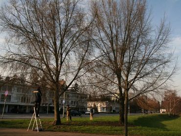 De eitjes van iepenpage zitten vaak te hoog in de boom